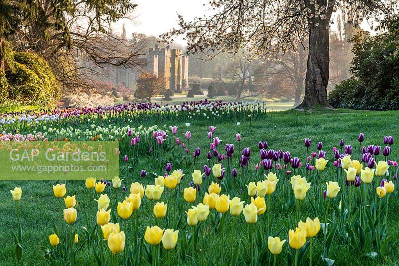 Dérives de Tulipa - Tulipes à Hever Castle, Kent, UK.