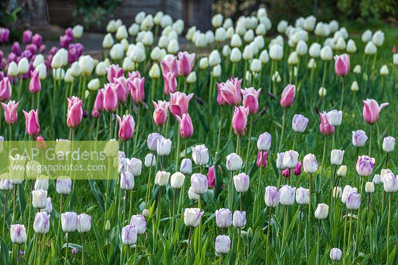 Grand parterre de tulipe mixte - tulipe - planté en dérives. Les variétés incluent: 'Angel's Wish', 'Shirley' et 'Diamond Jubilee'