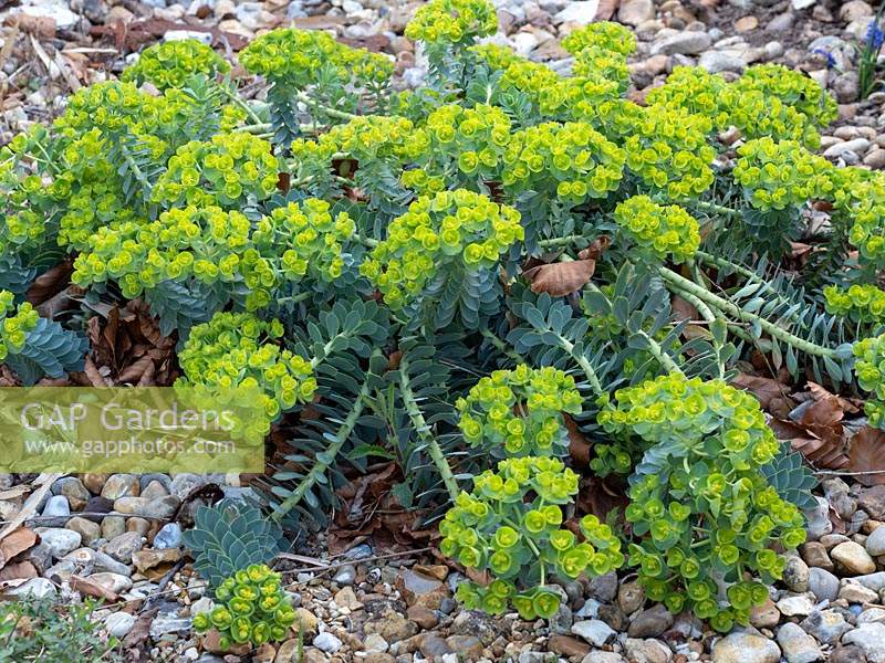 Euphorbia myrsinites, une plante tolérante à la sécheresse et au sel, avec du paillis de galets dans un jardin en bord de mer