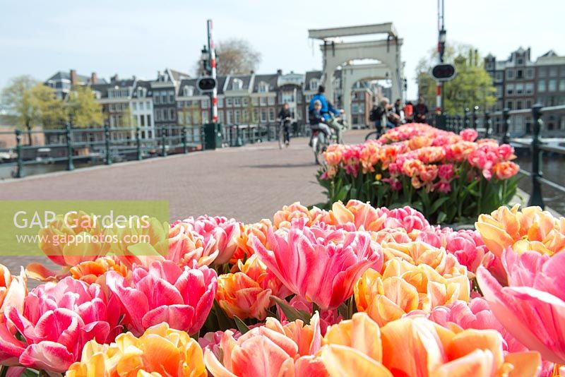 Amsterdam Tulip Festival - Tulipa mélangée en pots le long de l'emblématique Magere Brug.