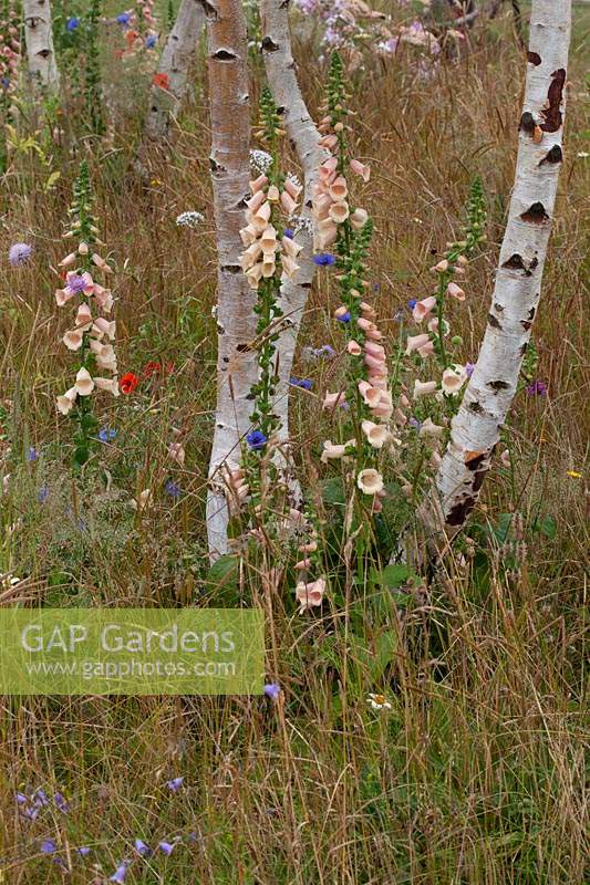 Jardin de style prairie contemporain, à floraison Digitalis - Foxglove. 'Nature and Nurture' au RHS Tatton Park Flower Show, 2016.