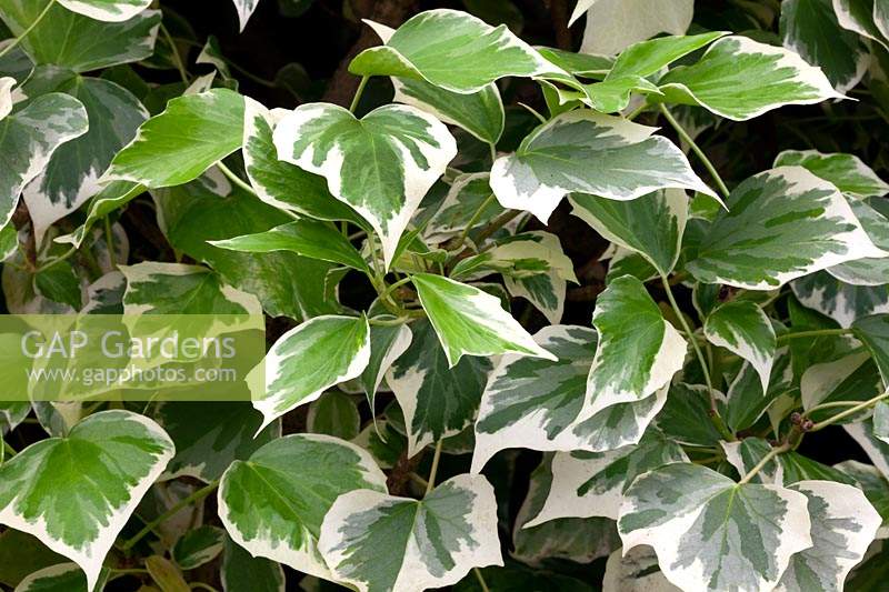 Hélice Hedera 'Little Diamond'