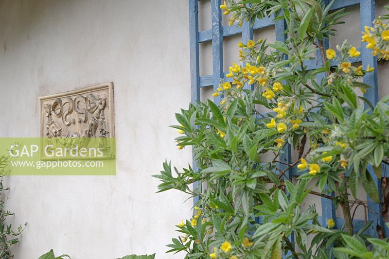 Piptanthus nepalensis - Laburnum à feuilles persistantes poussant contre des treillis, en vue d'une plaque murale en céramique décorative dans un jardin à l'italienne.