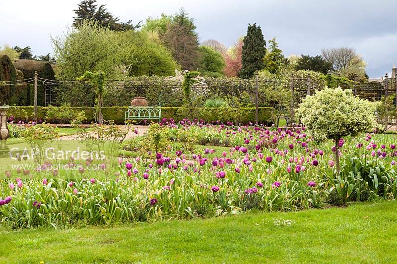 Tulipes dans les parterres du jardin Parterre et cadran solaire dans le jardin clos. Jardin Miserden, près de Stroud, Gloucestershire, Royaume-Uni.