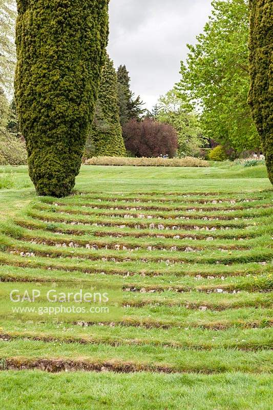 Des marches gazonnées mènent entre deux colonnes de Taxus baccata fastigata - If irlandais. Jardin Miserden, près de Stroud, Gloucestershire, Royaume-Uni.