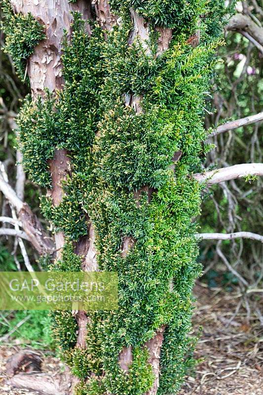 Détail de la repousse d'une haie mature de Taxus baccata - If. Jardin Miserden, près de Stroud, Gloucestershire, Royaume-Uni.