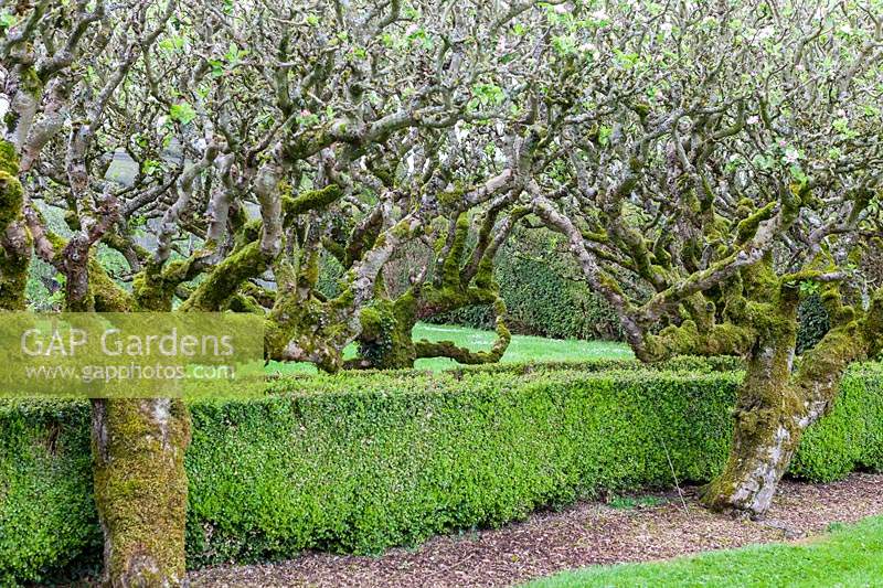 Vieux Malus en espalier - Pommiers poussent par une haie basse de Buxus - Boîte dans le jardin clos. Jardin Miserden, près de Stroud, Gloucestershire, Royaume-Uni.