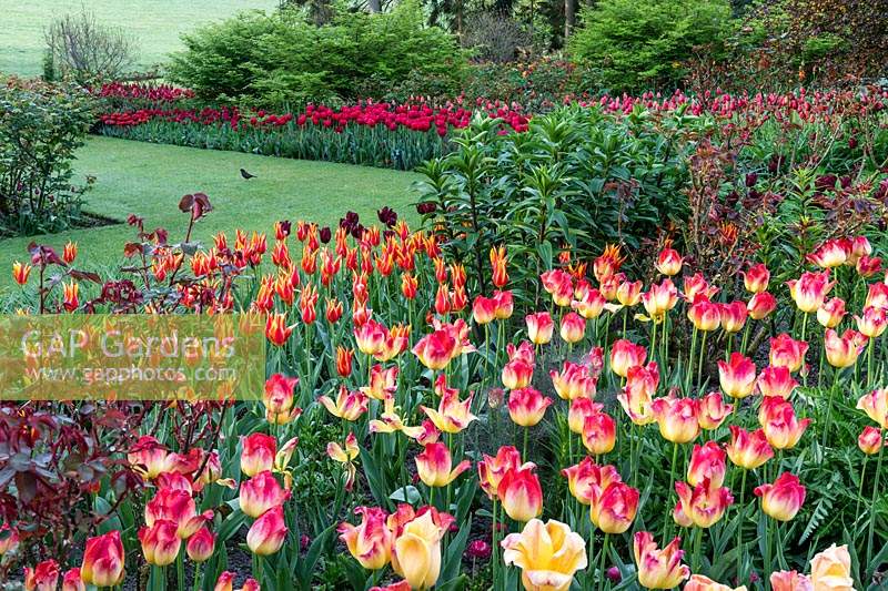 Festival des tulipes au Pashley Manor dans le Sussex, UK.