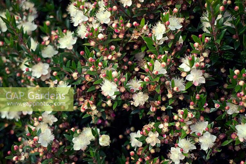 Luma apiculata - Myrte chilien