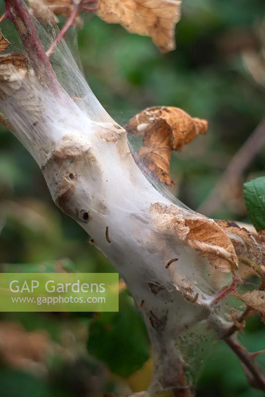 Larves ou chenilles de petits hermines - Yponomeuta spp sur Blackberry - Rubus