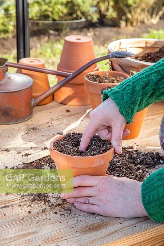 Femme à l'aide de doigt pour trou dans le compost pour la coupe enracinée de Cotoneaster franchetii.