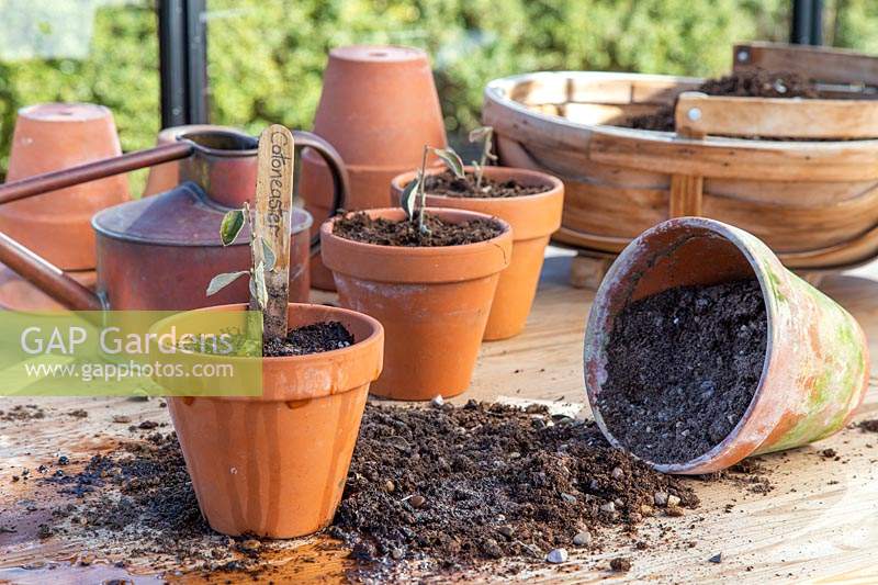 Coupe en pot étiquetée de Cotoneaster franchetii