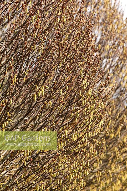 Chatons de Carpinus betulus 'Columnaris Nana' au printemps