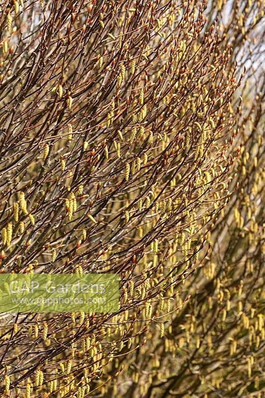 Carpinus betulus 'Columnaris Nana' - Charme 'Columnaris Nana '