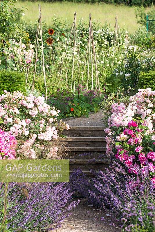 Vue des marches du jardin encadrées par Rosa mundi et Rose 'Felicia, menant au potager.
