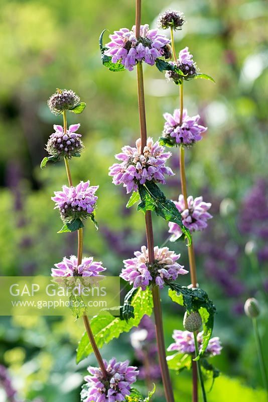 Phlomis tuberosa 'Amazone'