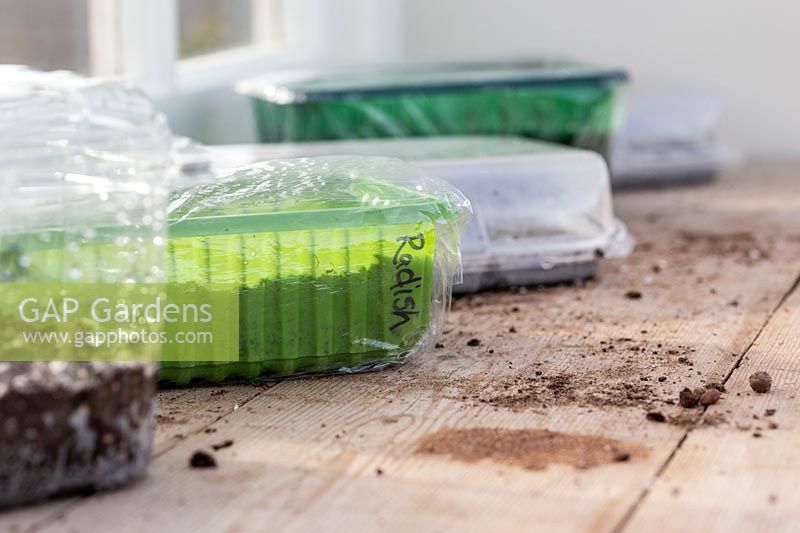 Plateaux en plastique recyclé utilisés comme bac à graines pour la culture de micro-verts sur le rebord de la fenêtre.