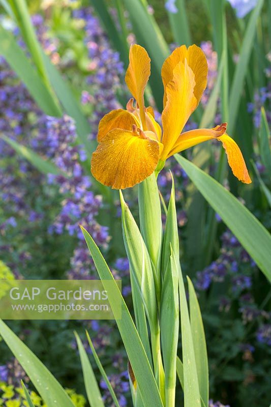 Iris spuria 'Sahara Sands' avec Nepeta - Catmint - en arrière-plan