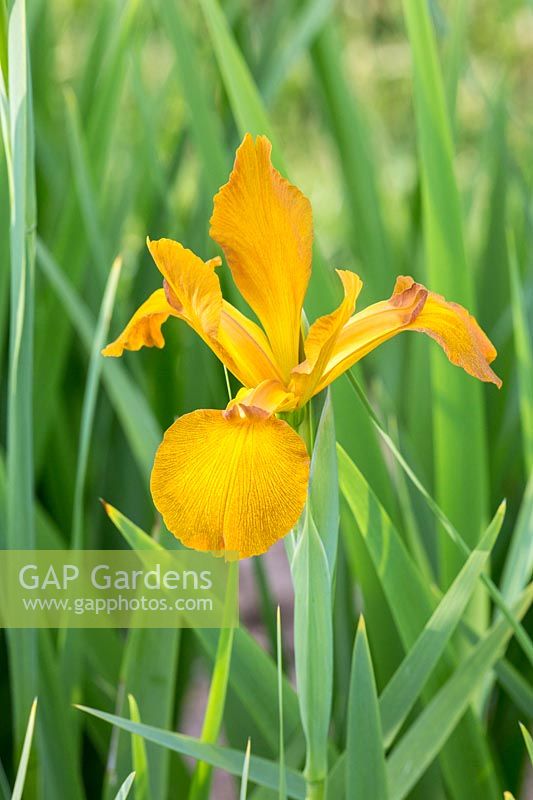 Iris spuria 'Sahara Sands'