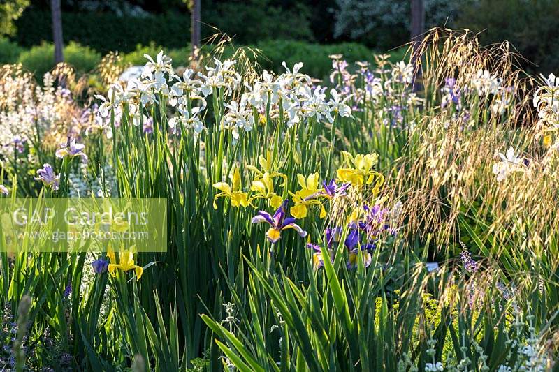 Parterre d'iris avec Iris spuria 'Eleanor Hill', Iris orientalis 'Frigia' et Iris spuria 'Sunny Day' avec des têtes de semences d'herbe ornementale Stipa gigantea