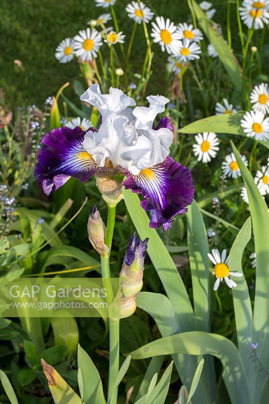 Iris Barbata 'Étoile dansante', Leucanthemum vulgare