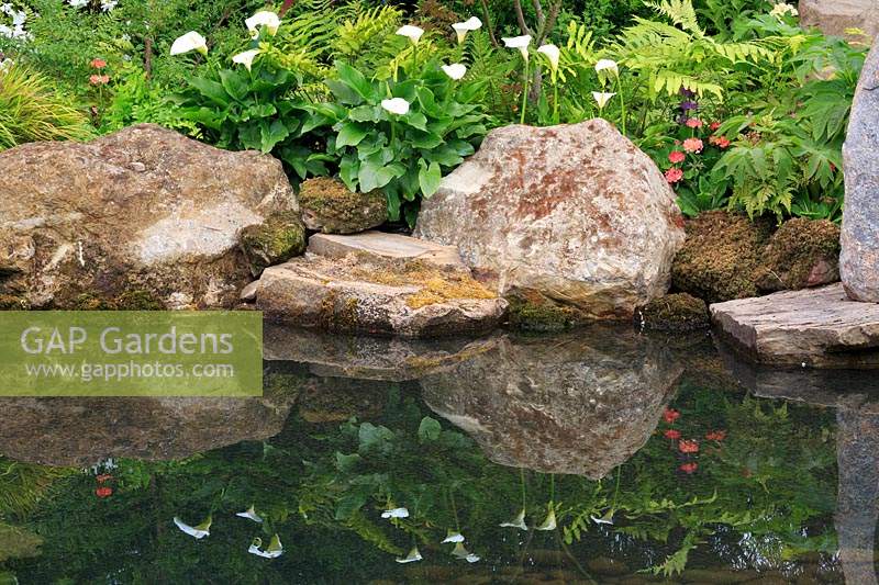 Zantedeschia aethiopica - Lys Arum et roches reflétées dans l'étang. 'At One With ... A Meditation Garden', conçu par Peter Dowle, RHS Malvern Spring Festival, 2017.