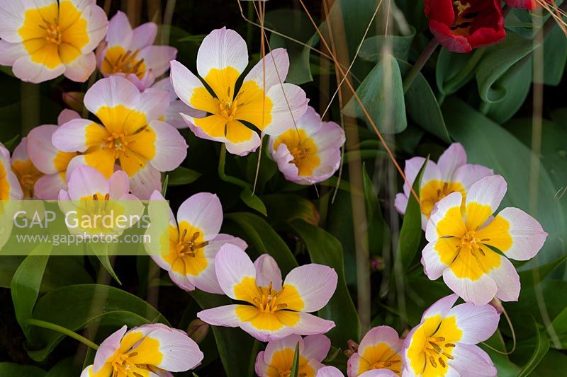 Tulipa bakeri 'Lilac Wonder' - Espèce Tulip