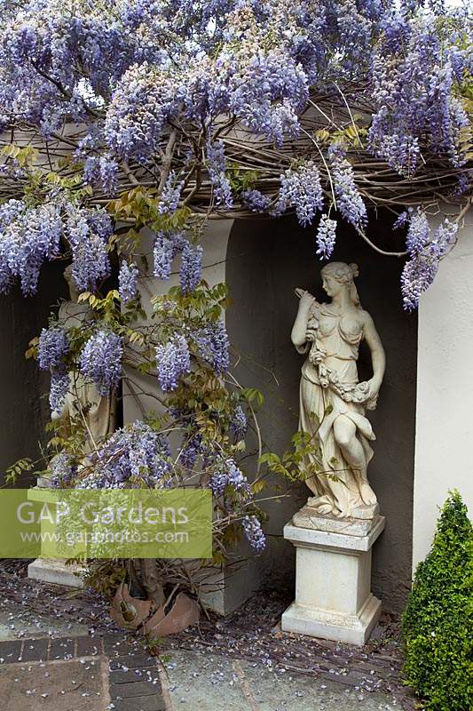 Glycine dans le jardin à l'italienne, poussant autour d'une alcôve abritant une statue classique d'une femme