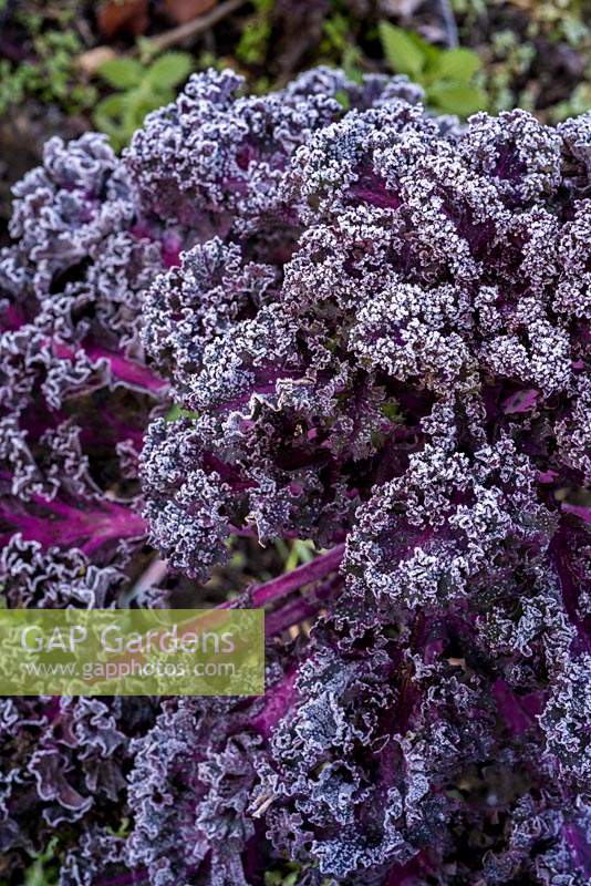 Brassica oleracea var. sabellica - Chou frisé 'Soleil de minuit'