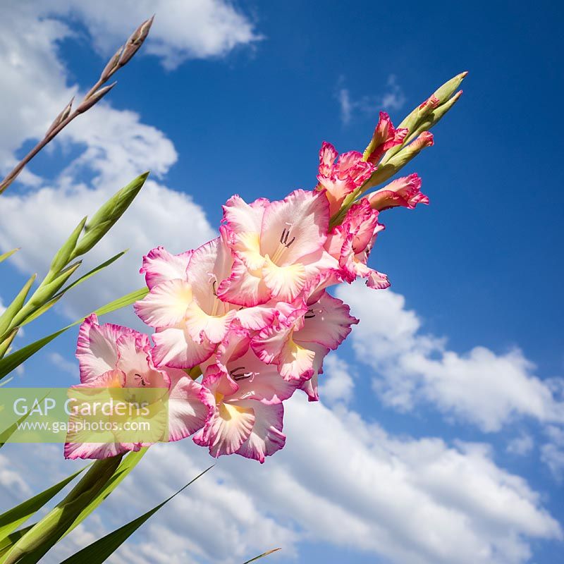 Gladiolus grandiflora 'Priscilla' - Épée Lily 'Priscilla'