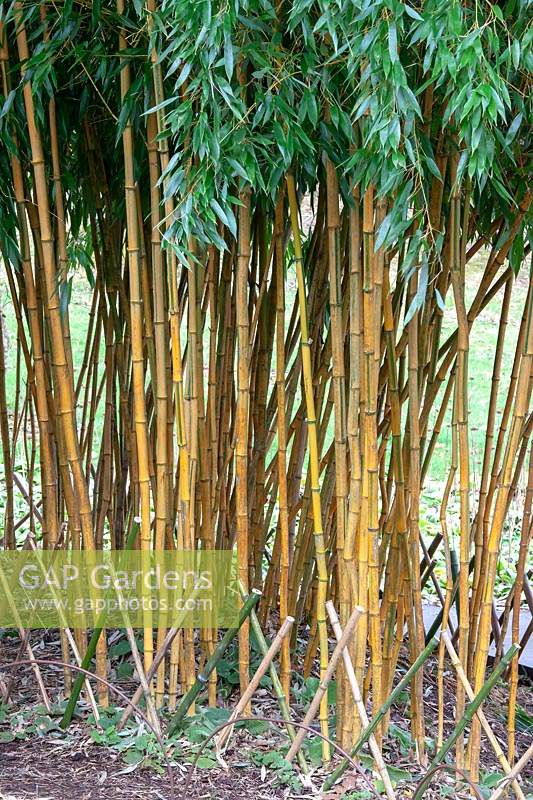 Phyllostachys aureosulcata, le bambou à gorge jaune 'Spectabilis'