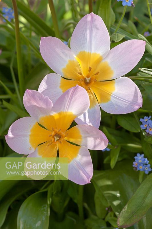 Tulipa Tulip saxatilis • groupe bakeri • ' Lilac Wonder »