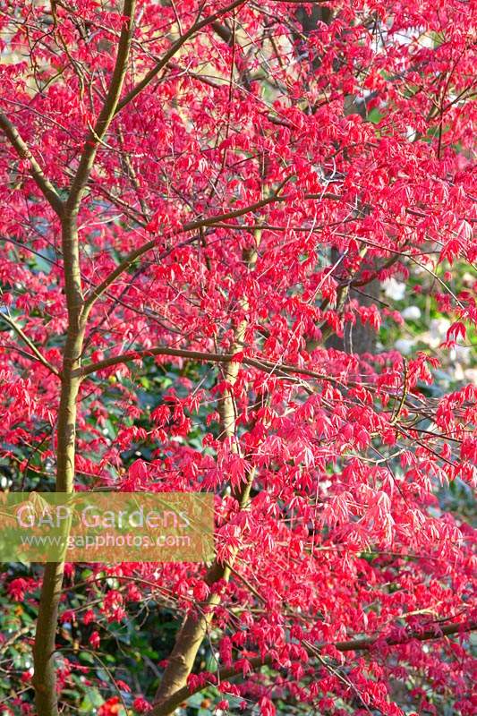 Acer palmatum 'Shindeshojo' Rubis de printemps