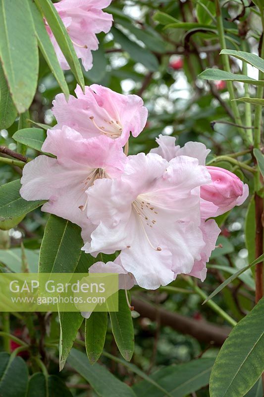 Rhododendron 'Loderi' Fairyland '