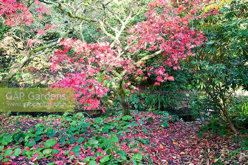 Acer affichant un feuillage coloré avec du sol en dessous avec des sous-plantations et des feuilles