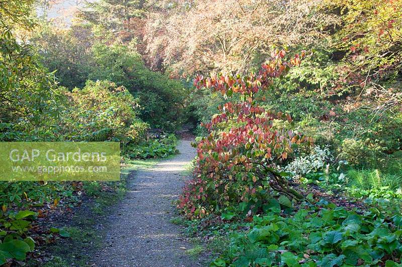 Chemin dans le jardin boisé, avec affichage du feuillage d'automne. Jardins de Minterne, Dorset, UK.
