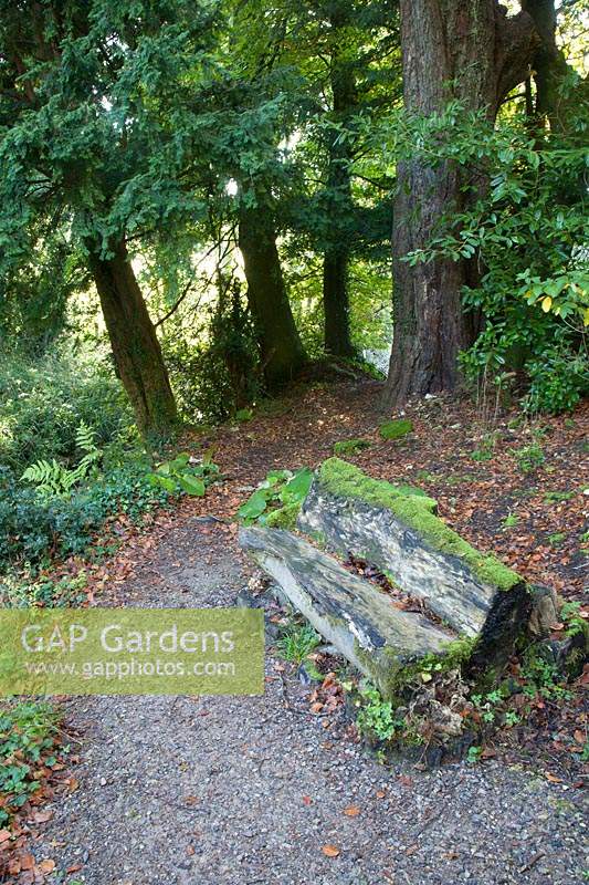 Banc en bois naturel en tronc d'arbre recouvert de mousse. Jardins de Minterne, Dorset, UK.