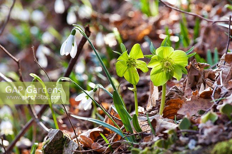 Helleborus odorus subsp. odorus et Galanthus nivalis dans les bois