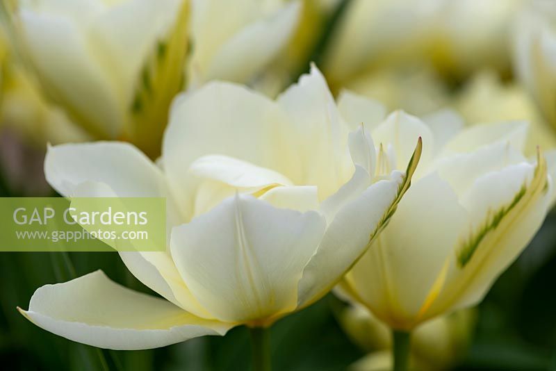 Tulipa 'Empereur exotique' - Tulip 'Empereur exotique '
