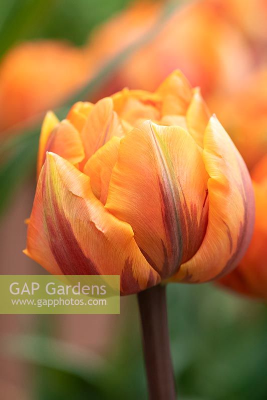 Tulipa 'Orange Princess' - Double tulipe tardive 'Orange Princess'