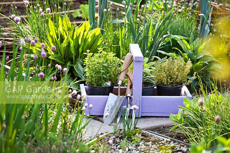 Trug d'herbes en attente de plantation, y compris Origanum vulgare, Thymus citriodorus 'Aurea' - Thym citron, et Salvia officinalis 'Icterina' - Sage commun 'Icterina '.