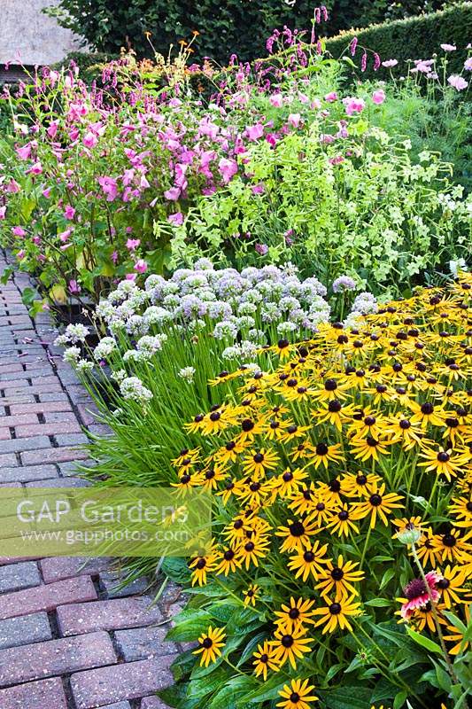 Parterre de fleurs mélangé avec Rudbeckia fulgida 'Little Goldstar', Allium senescens - Ail allemand, Nicotiana 'Lime Green' et Lavatera 'Rosae '.