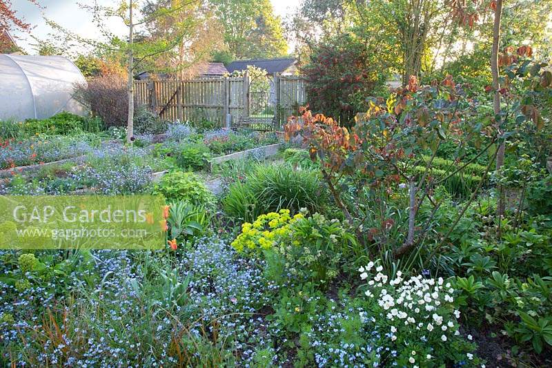 Jardin de chalet avec parterres de fleurs de Myosotis - Oubliez-moi et autres plantes vivaces émergentes avec polytunnel et clôtures au-delà