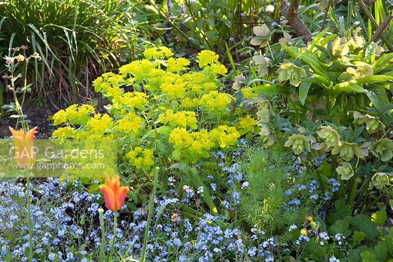 Plantation informelle dans le jardin du chalet. Myosotis - Oubliez-moi, têtes de graines d'Helleborus - Hellébore et Euphorbia pallustris avec Tulipa - Tulip
