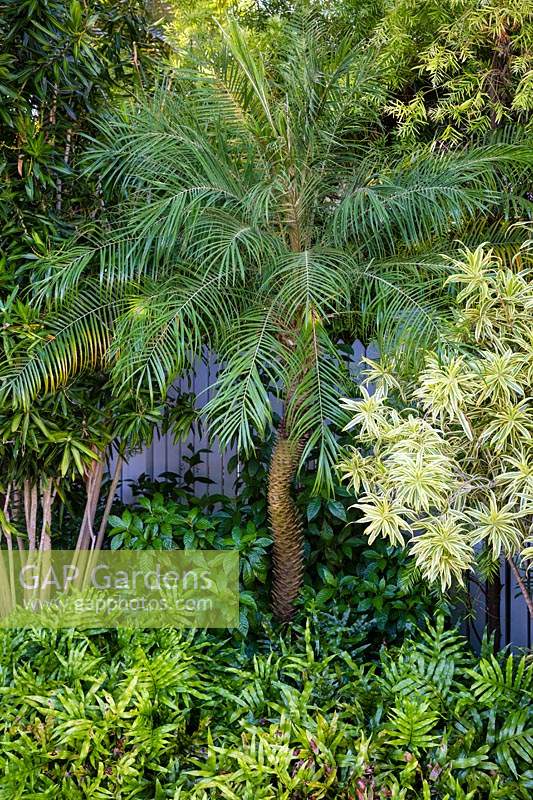 Vue de palmier exotique dans un parterre de fleurs tropicales.