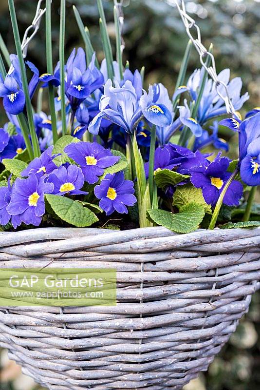 Iris reticulata 'Harmony' et 'Alida' plantés dans un panier suspendu avec des primevères bleues.