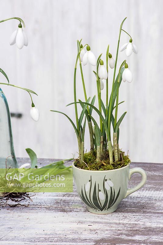Galanthus nivalis - Perce-neige affiché dans une tasse de thé 'perce-neige' vintage.