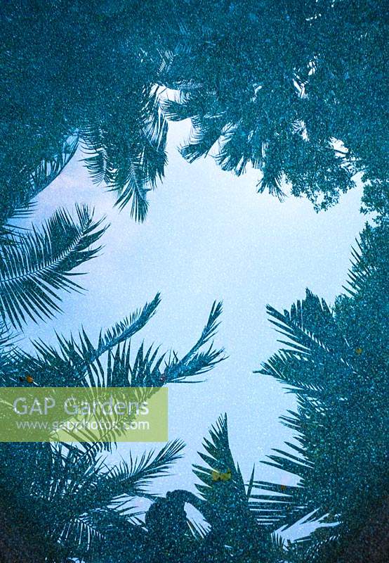 Vue plongeante sur une piscine avec des reflets de palmiers