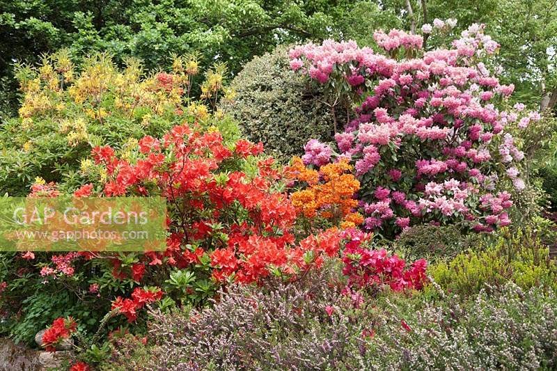 Parterre de fleurs au début de l'été avec des Rhododendrons en fleurs, dont le Rhododendron 'Kosters Brilliant Red', l'Ilex-Holly et les bruyères.