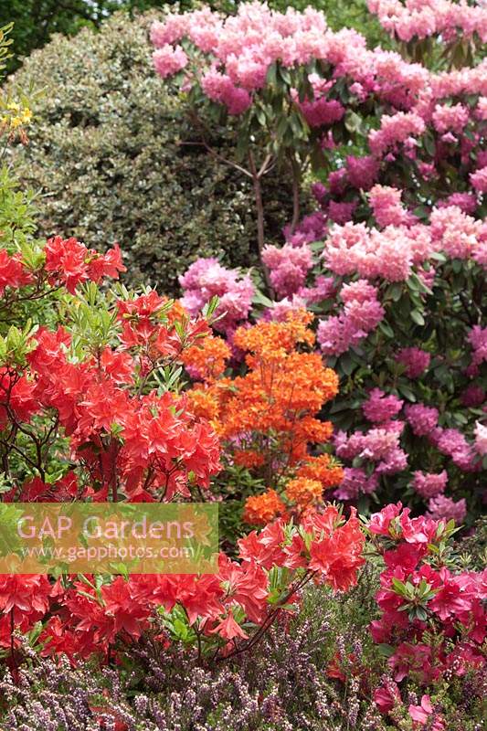 Un groupe de Rhododendrons dans un parterre de fleurs arbustif avec Rhododendron 'Kosters Brilliant Red' et bruyères